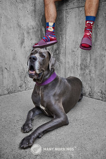 Ponožky klasik Walkie doggie 35-38-2